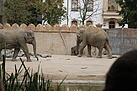 Das Elefanten-Baby konnten wir im Leipziger Zoo bestaunen.